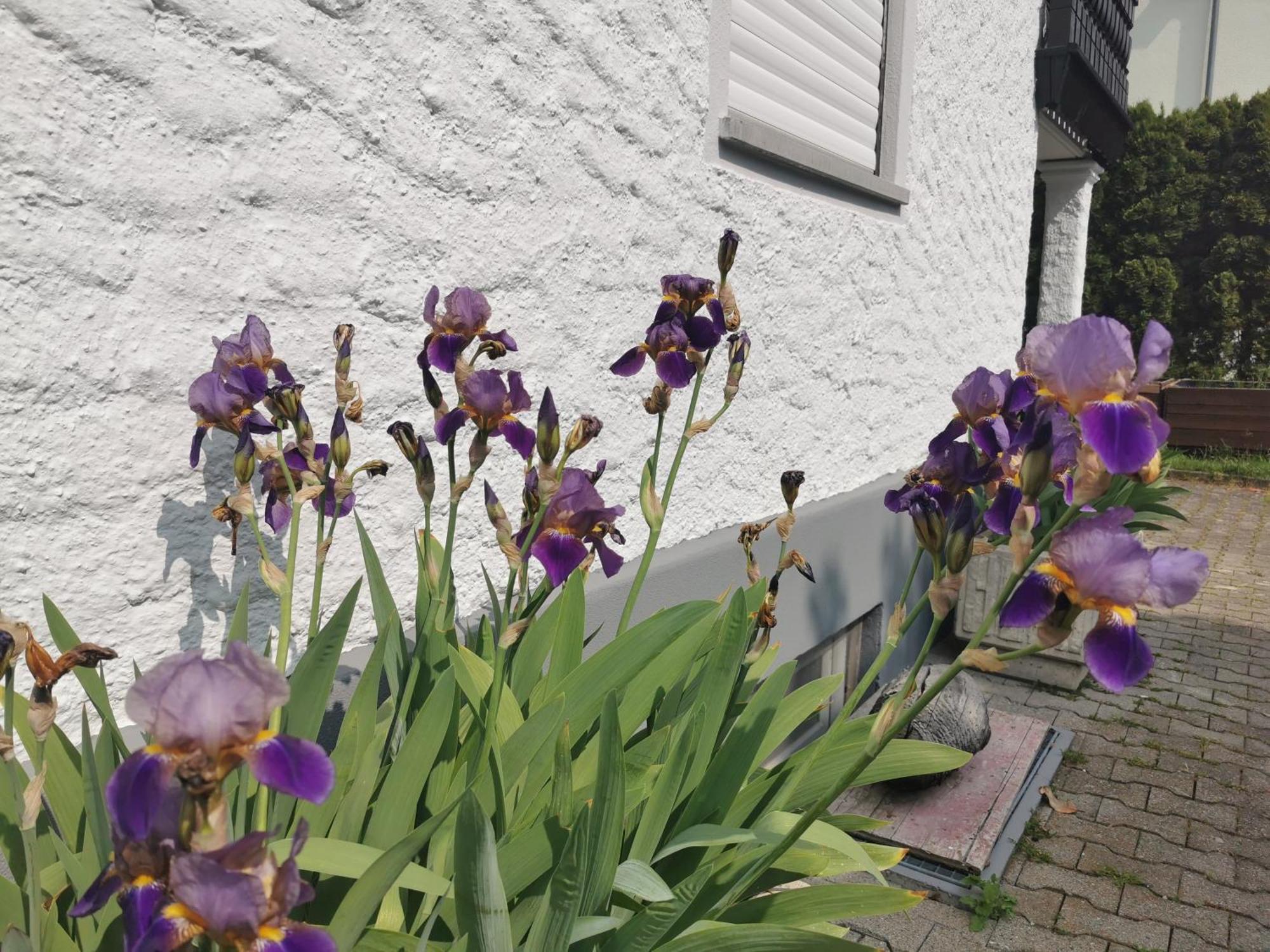 Ferienwohnung Magnolie In Langenargen Dış mekan fotoğraf